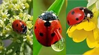 pic for Lady Bug